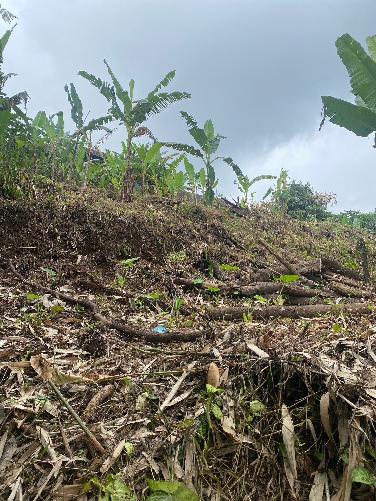 LAND FOR SALE Baturiti (Bedugul)